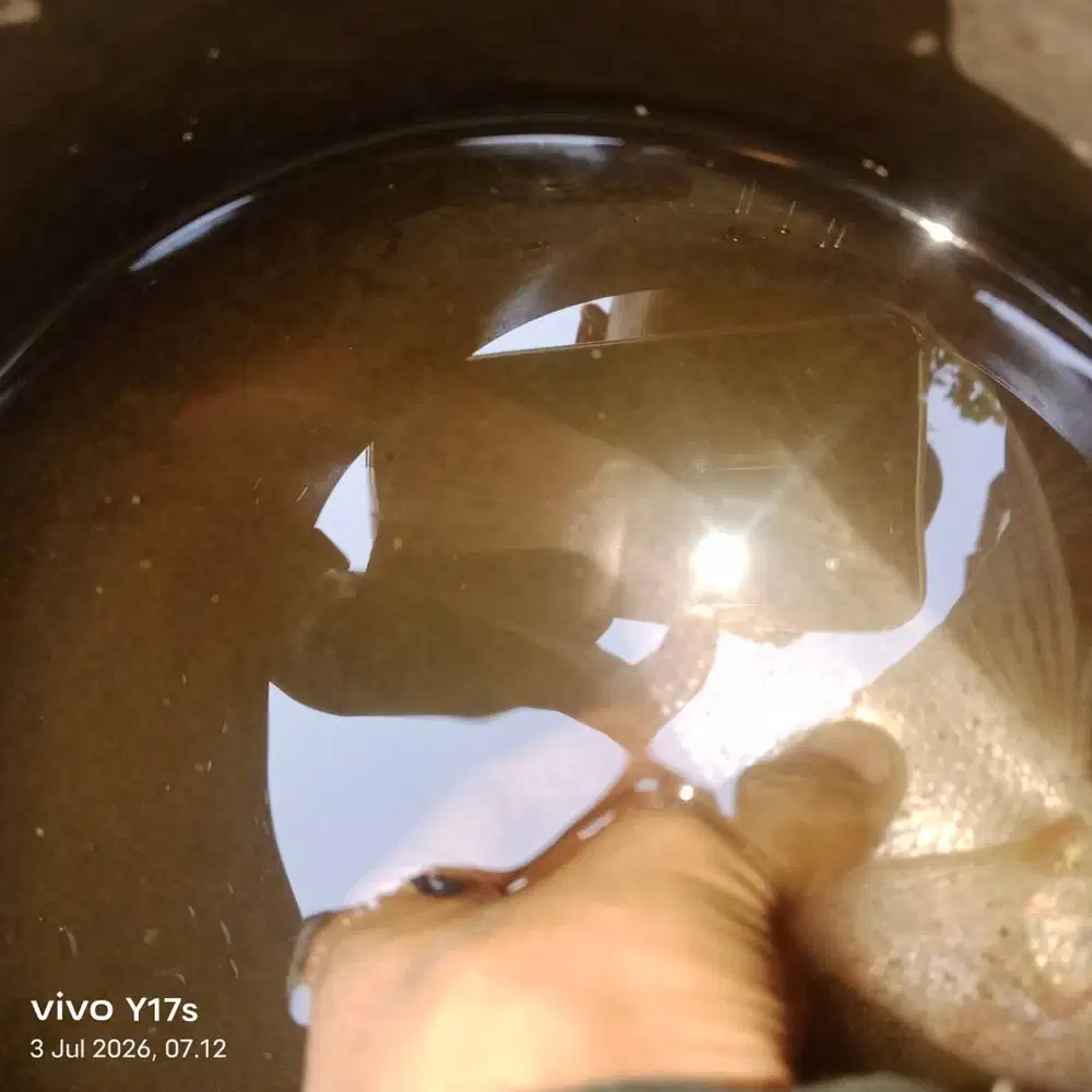 Ikan nila kumpay