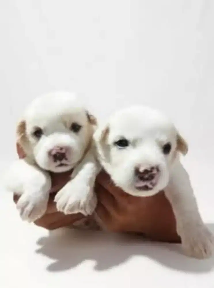 Anak anjing bulu lebat
