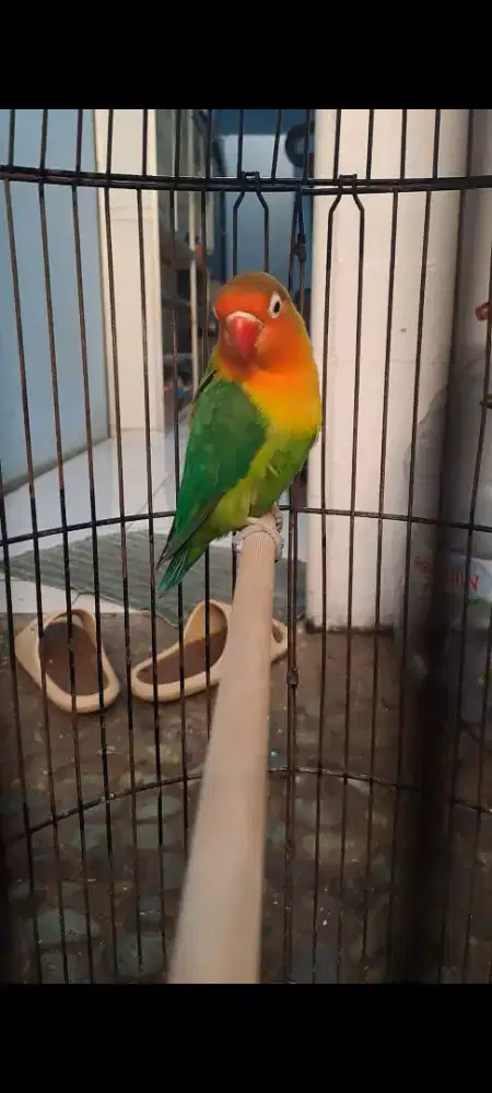 Burung Lovbird Betina Fullset