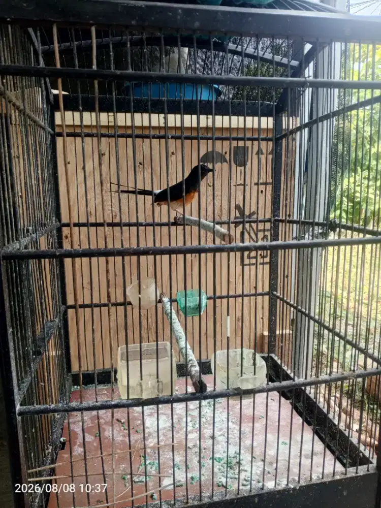 Murai betina siapan