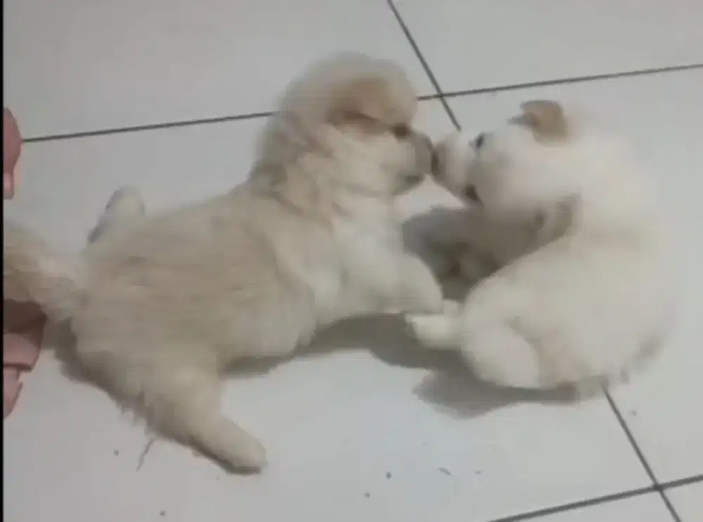 2 ekor anakan minipom lucu