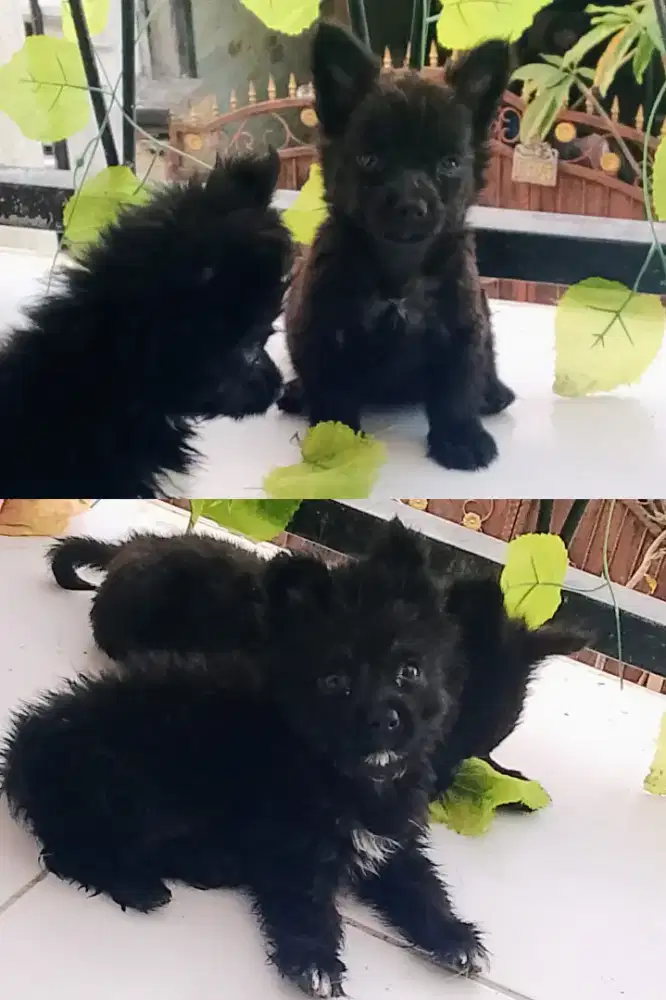 Puppy Mini 2 jantan