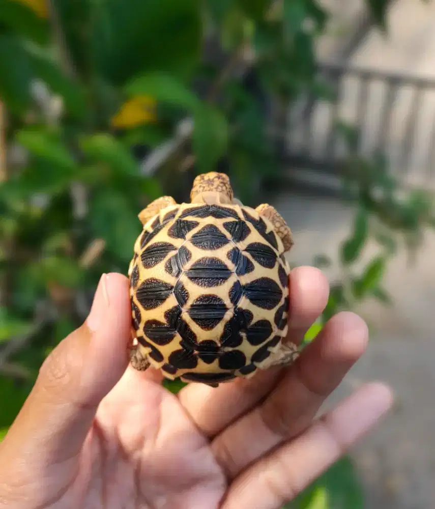 indianstar baby 4-4,5cm - semua sehat, makan rakus