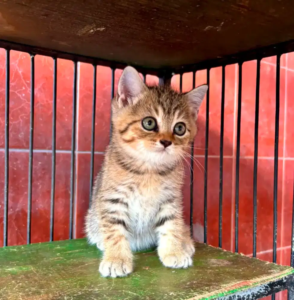 Open adopt Kucing BSH Kitten Non Ped