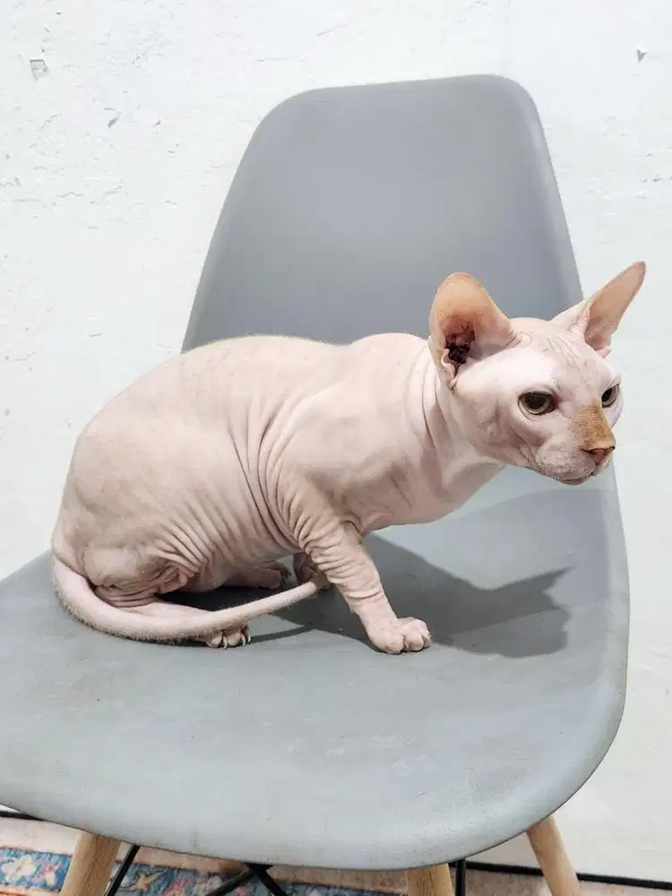 Sphynx Jantan 10 Bulan
