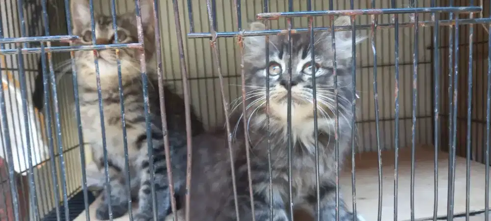 Anak kucing lucu