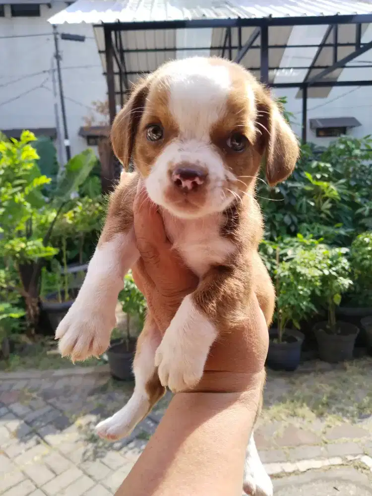 Anak anjing beagle chiwawa