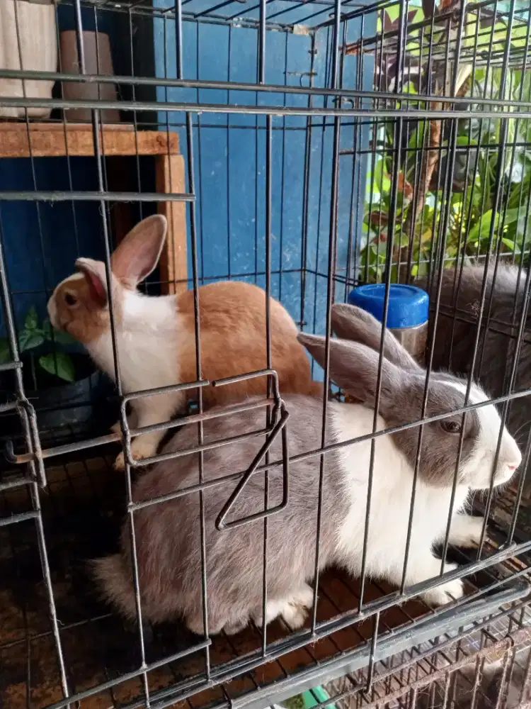 Obral Kelinci Murah Bekasi