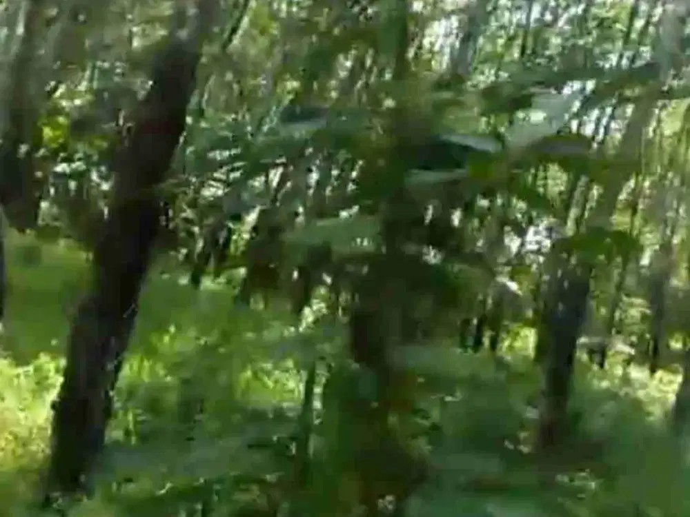 Tanah kebun murah Ciparigi Ciamis