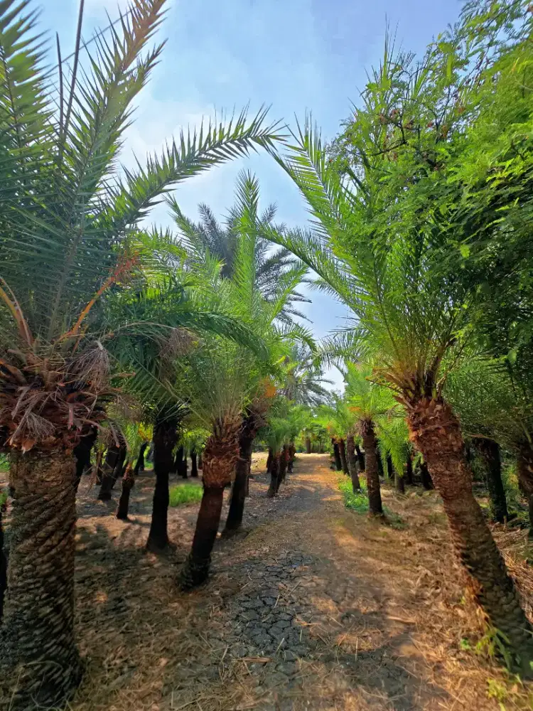 Pohon Kurma / Kenari