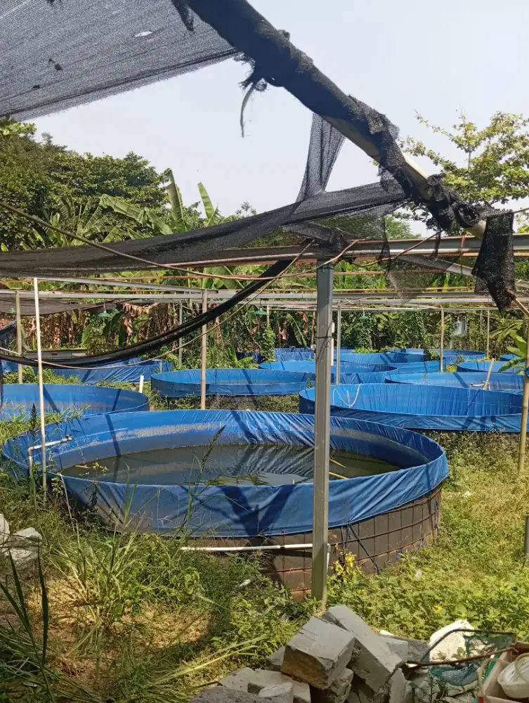 Di JUAL KOLAM TERPAL BULAT DIAMETER 4 KOMPLIT