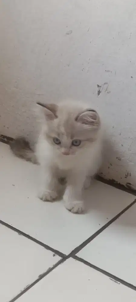 Anak kucing persia usia 3 bulan