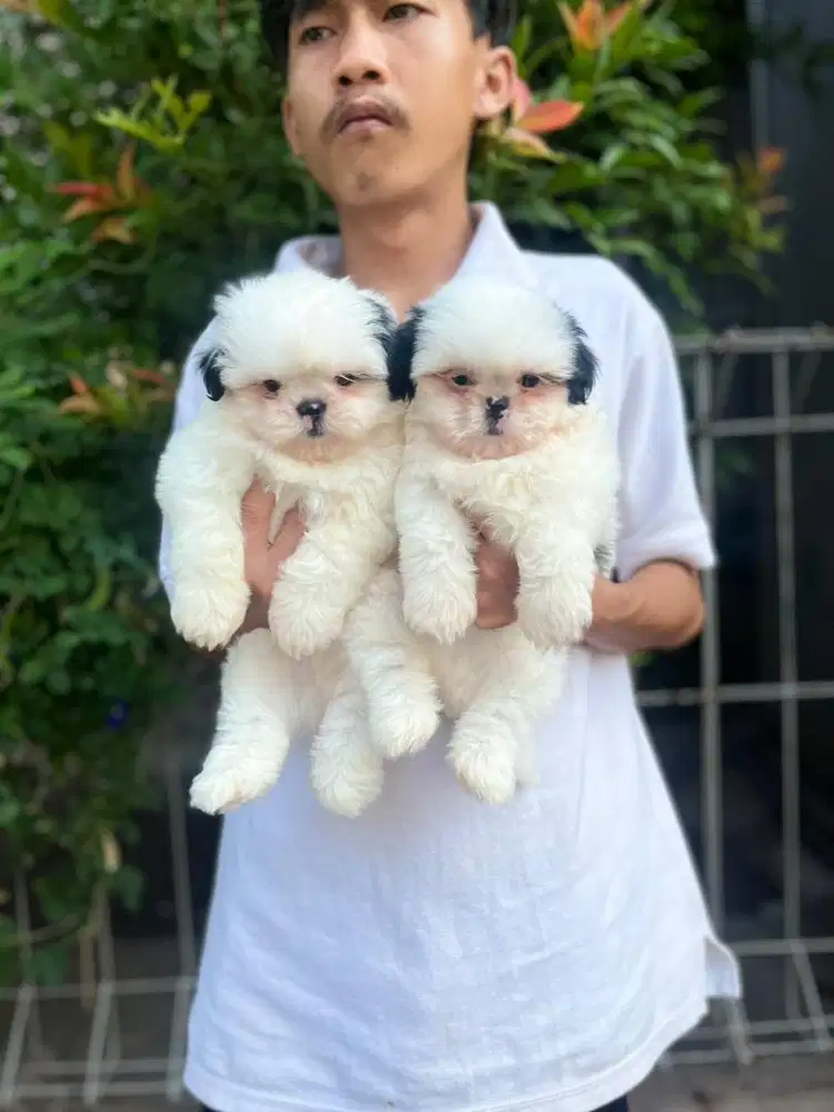 Sale 2 male shitzu dominan putih good quality