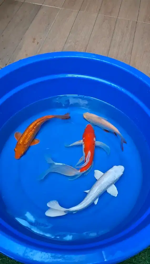 Dijual Ikan Koi Mix 25 sd 30 cm