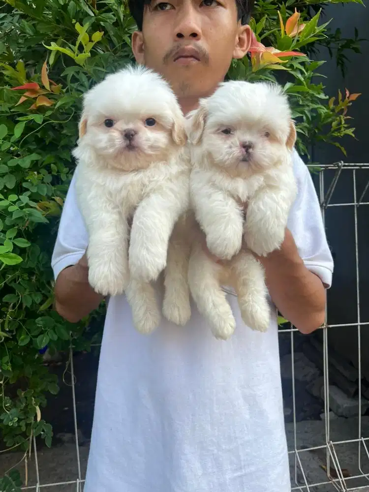 Sale 2 female shitzu puppies high quality