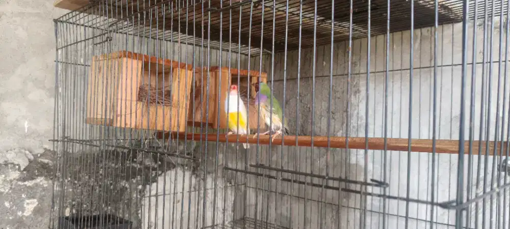 GA ijo x kuning sepasang