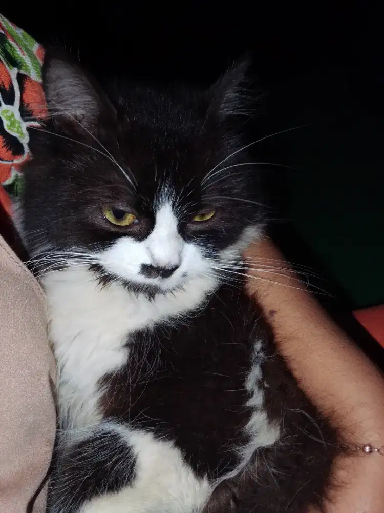 Di jual kucing anggora bulu panjang coklat putih cantik dan sehat
