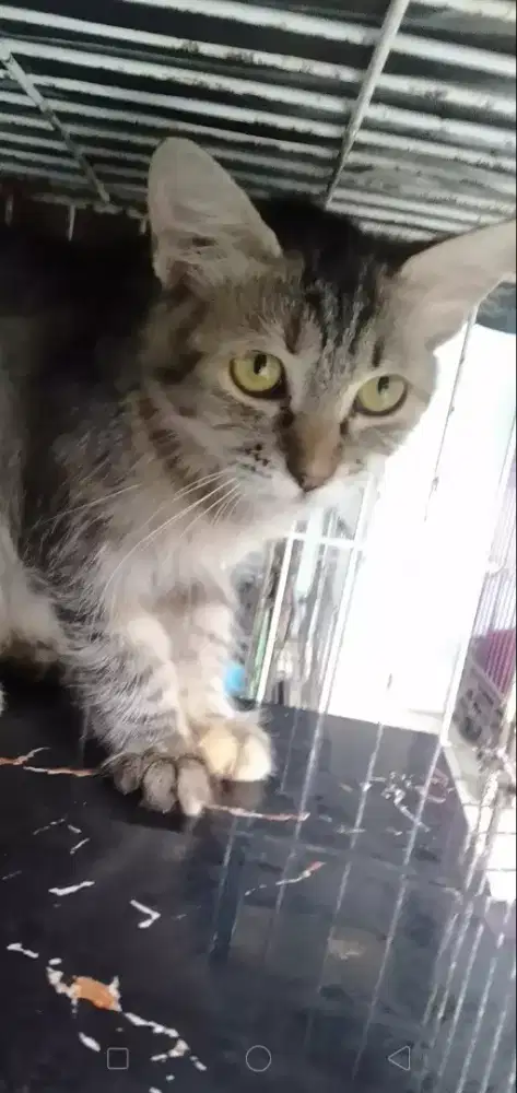 Siap adopt Betina siapan