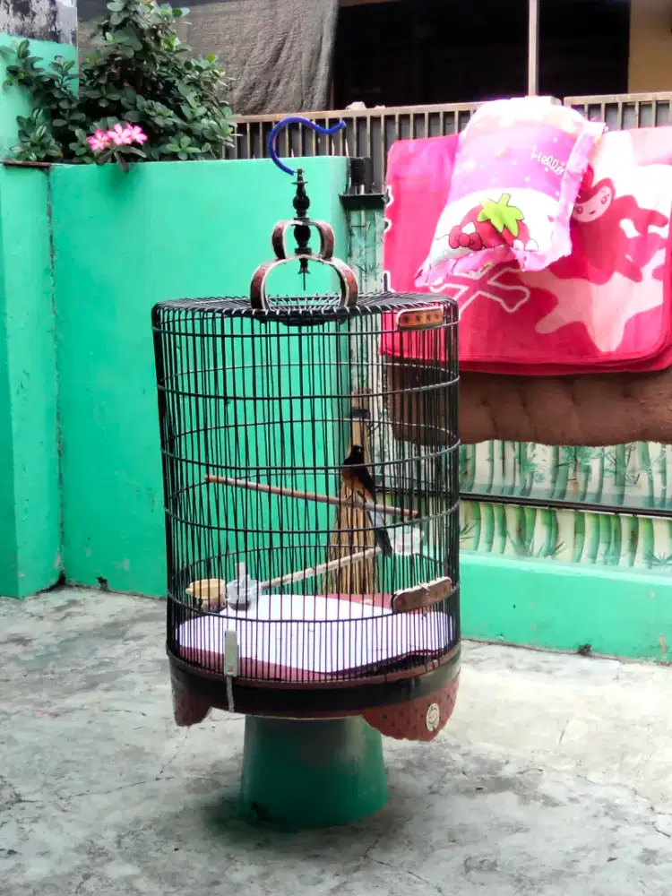 Murai batu Medan gacoor