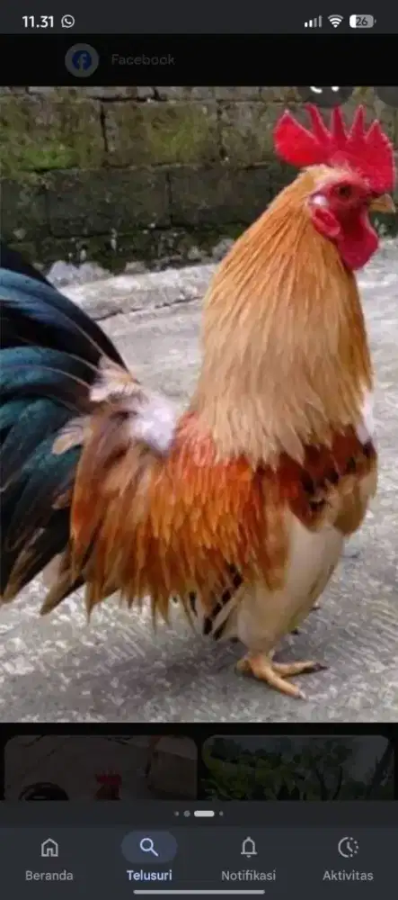 Ayam Kate jago siap kawin.