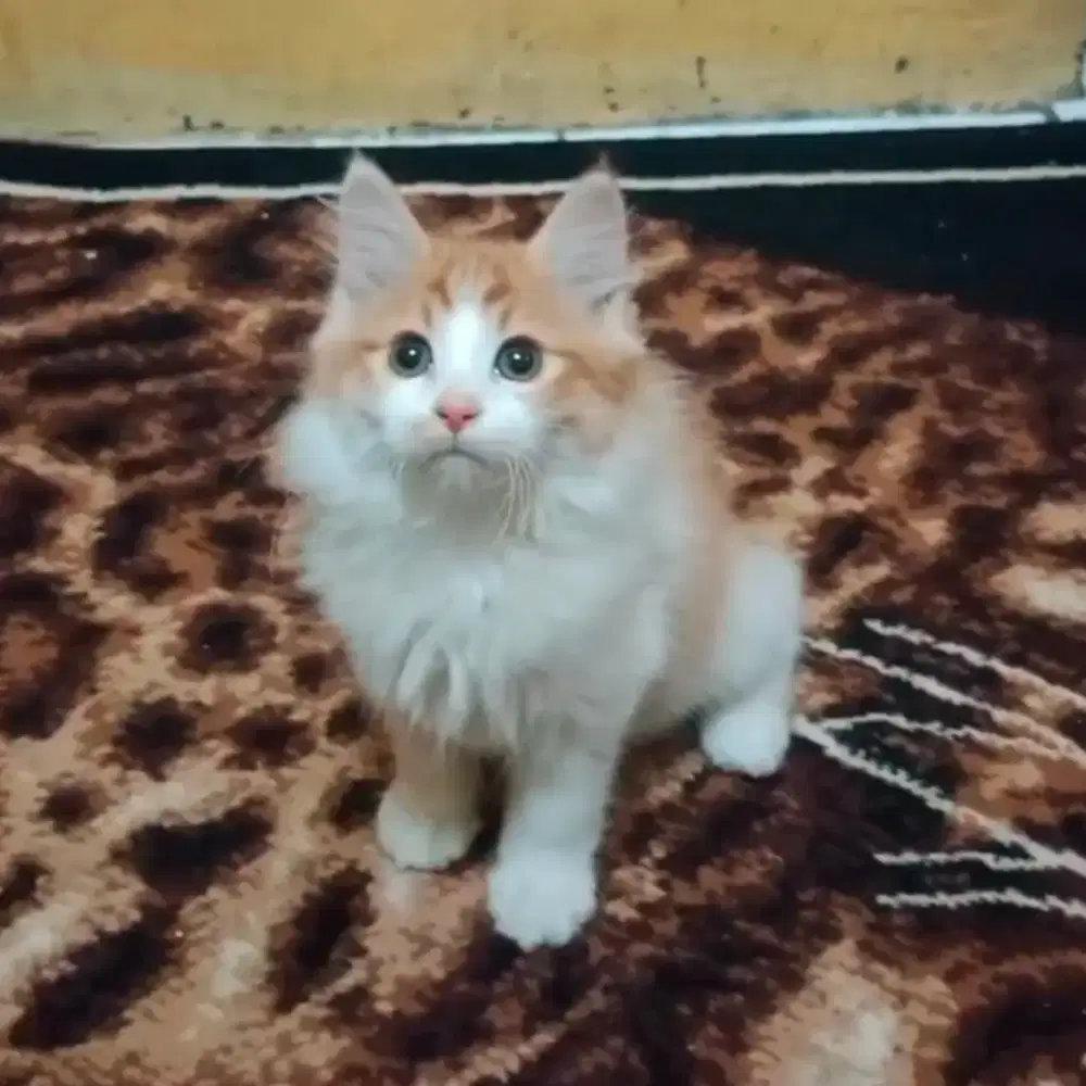 Kucing Persia Medium