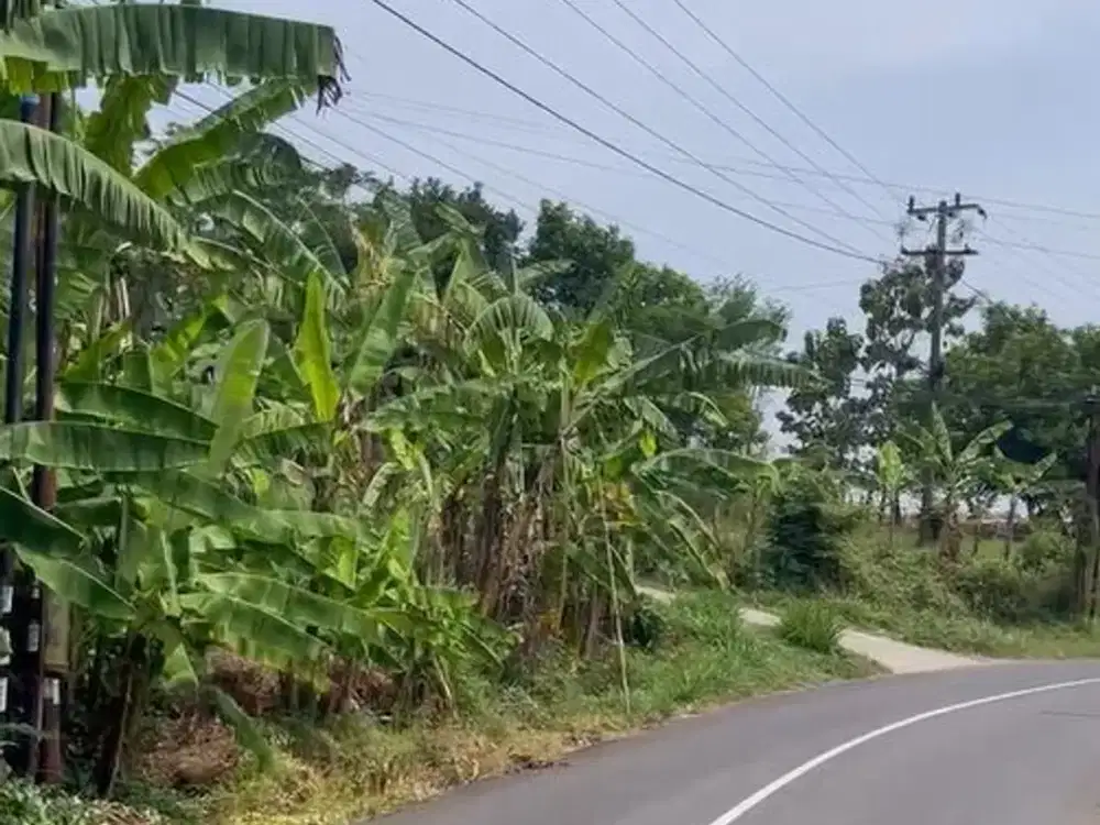 Dijual Tanah / pekarangan Desa pulosari bareng jombang Agus Sekoto, Harga Nego