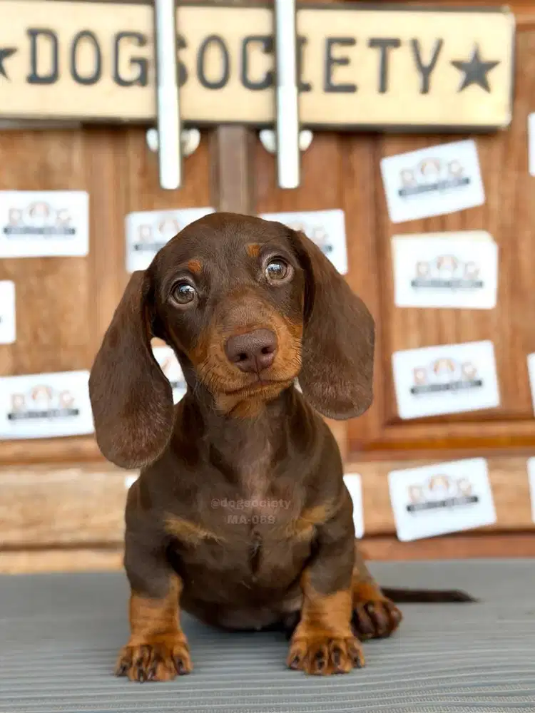 Dachshund Smoothcoat Puppy Super Cute