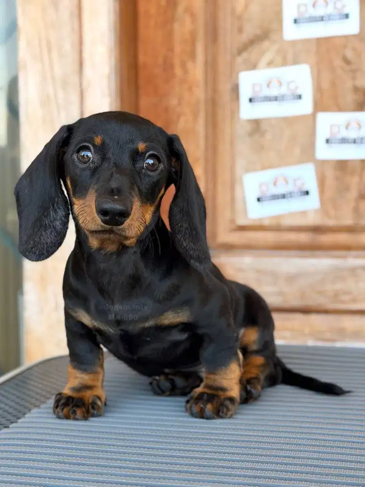 Dachshund Smoothcoat Mini Imut & Aktif