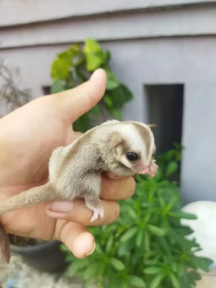 Sugar glider caramel betina
