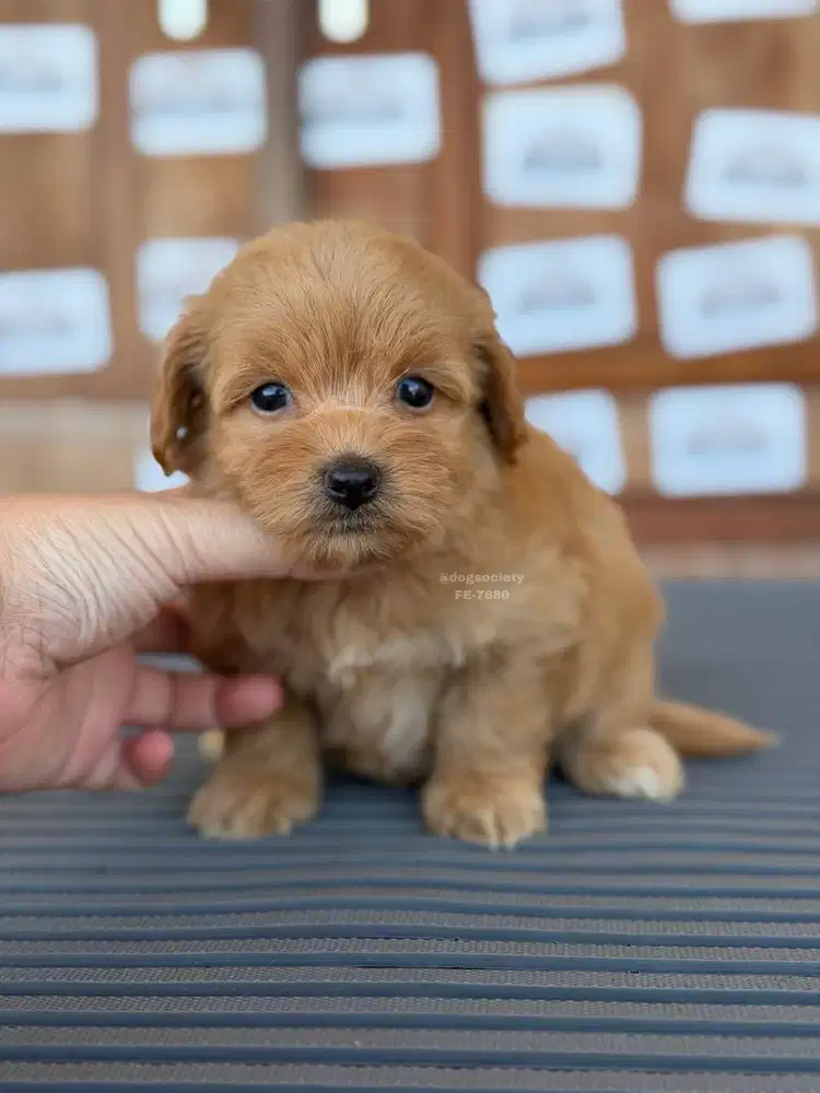 Maltipoo Puppy Super Cute dan Fluffy