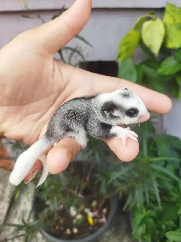 sugar glider mozaic betina