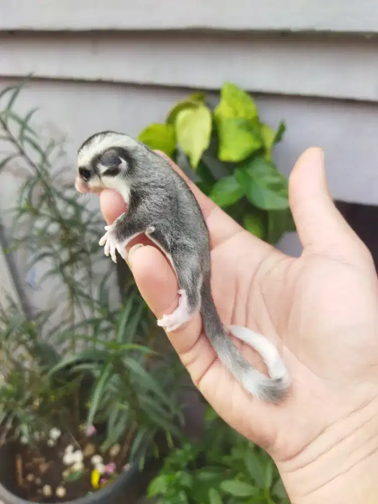 sugar glider mozaic betina