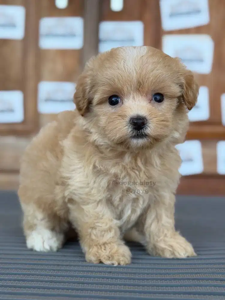 Maltipoo Mini Imut Cocok Keluarga