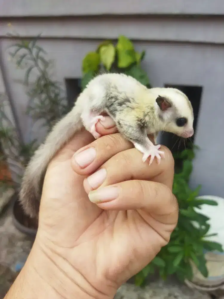 sugar glider platinum jantan