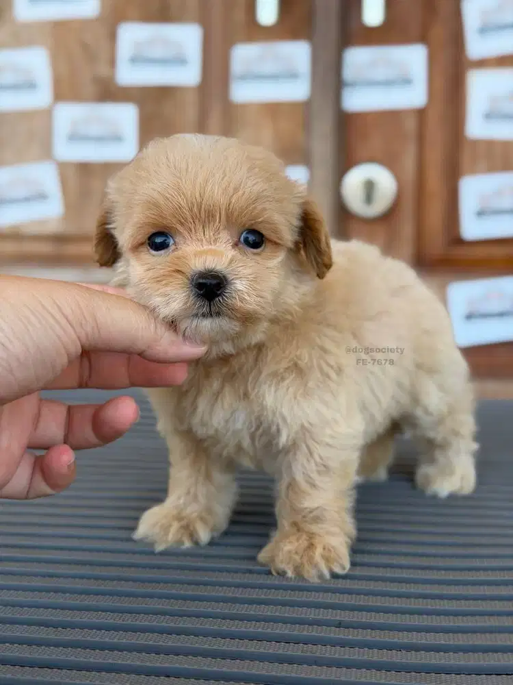 Maltipoo Teddy Face Menggemaskan