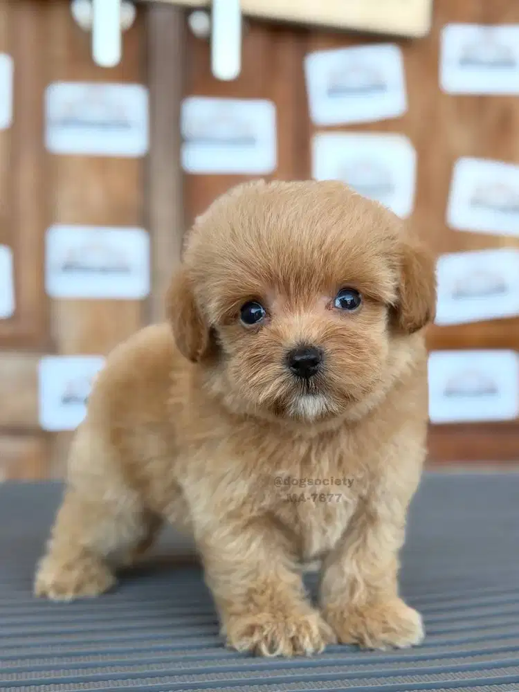Puppy Maltipoo Sehat dan Aktif