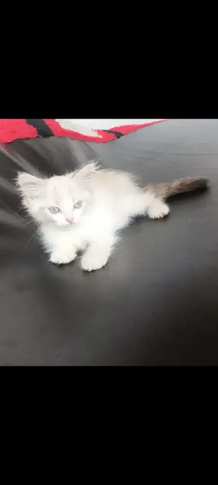 Anakan kucing persia usia 3 bulan