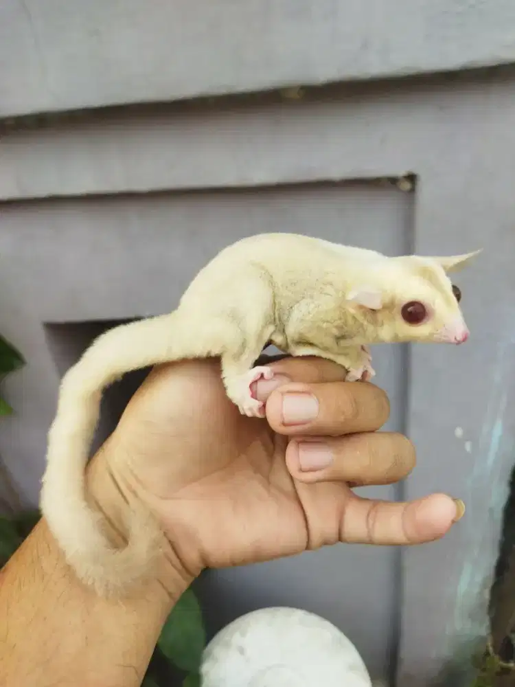 sugar glider creamino betina