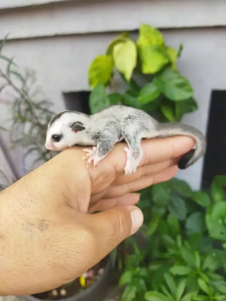 sugar glider white face betina