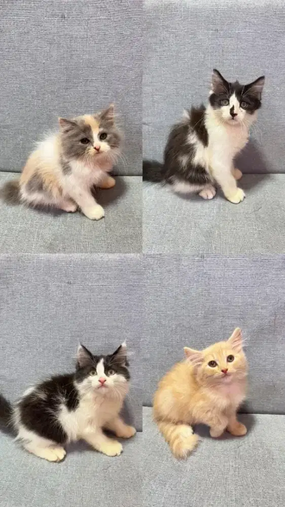kucing kitten anakan anggora persia himalaya ragdoll mainecoon
