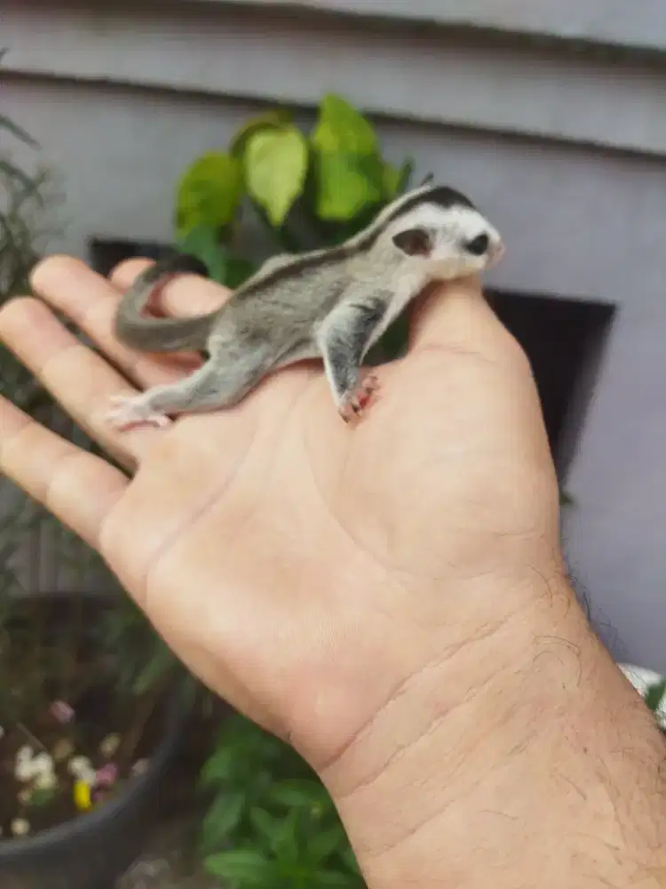 sugar glider white face jantan