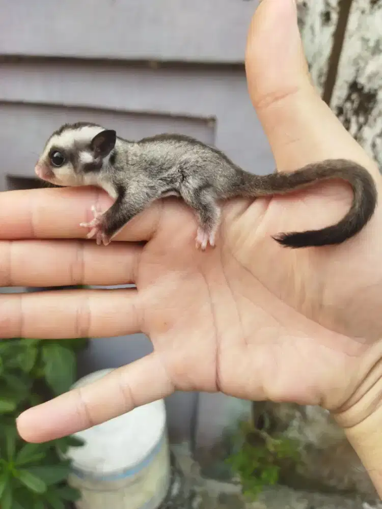 sugar glider classic gray betina
