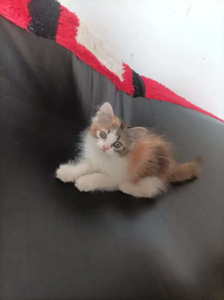 Anakan kucing persia 3 bulan