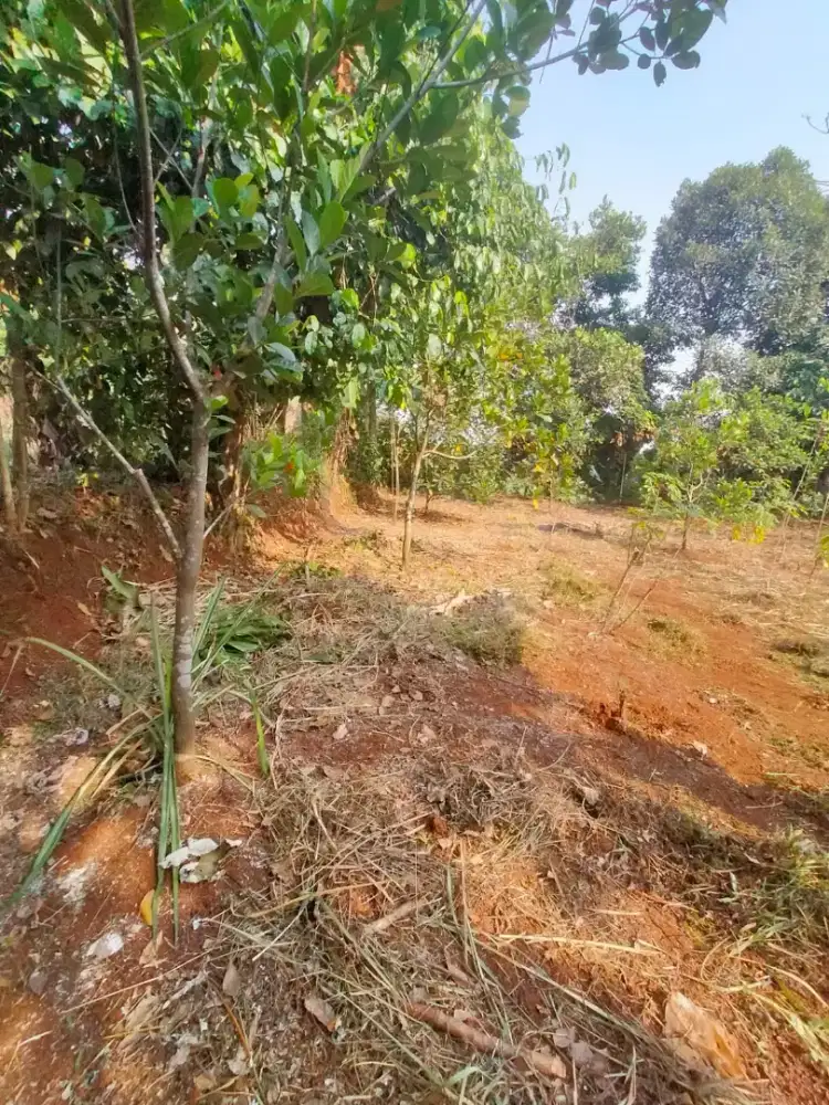 Tanah kebon di jual Parung