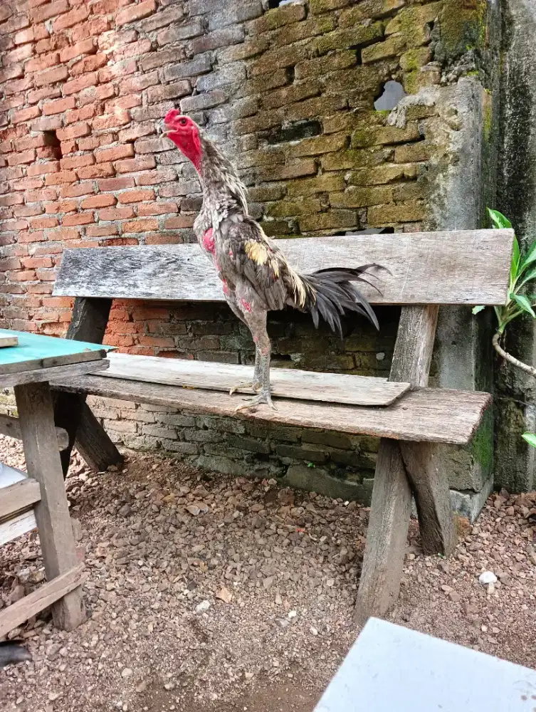 Jual ayam jantan