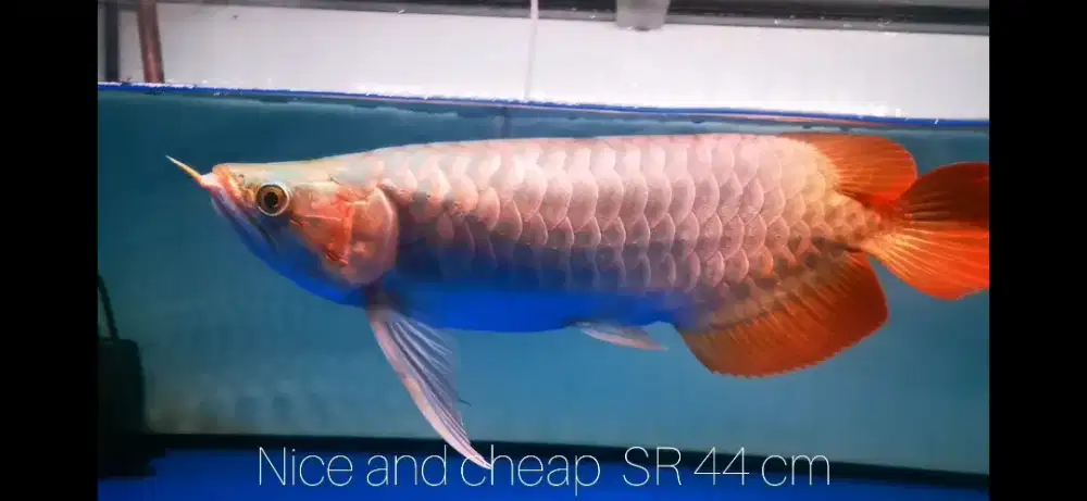 Super red 44 cm