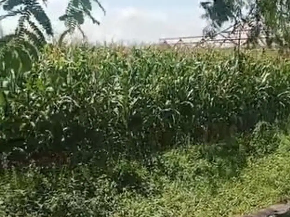 Jual Tanah sawah Sumber Nglembung kandangan sidik sekoto kediri