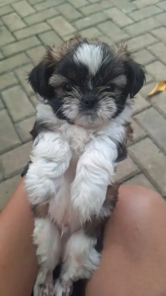 Di jual anakan sitzu
