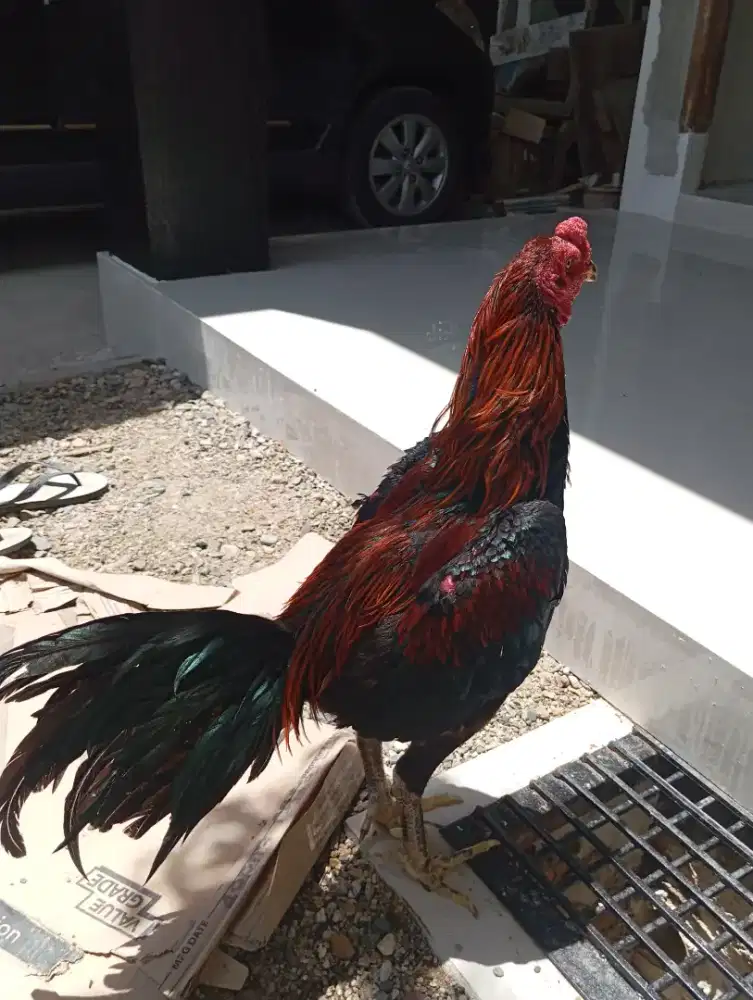 jual ayam jago silangan