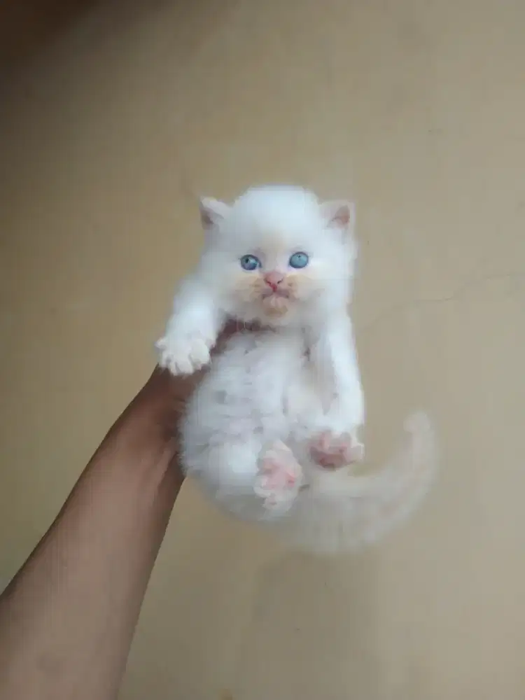 Persia Himalaya betina 1,5 bulan betina mata biru sudah mandiri